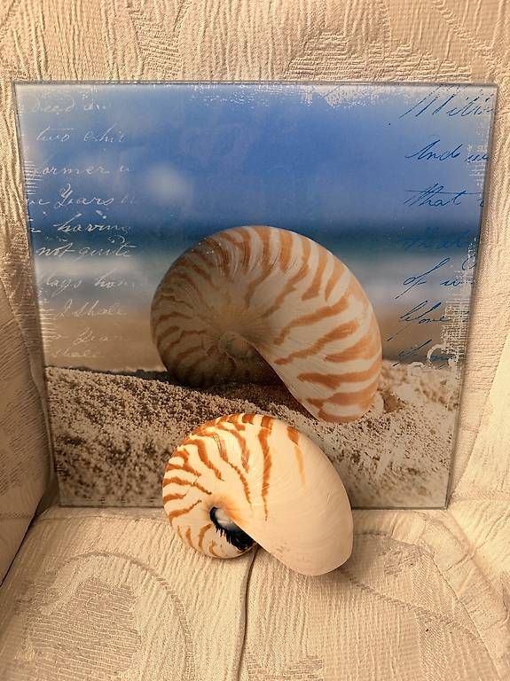 Foto & Immagini: Glasbild mit Original Nautilus Muschel – Usato da Weggis venduto da urs_rj7p