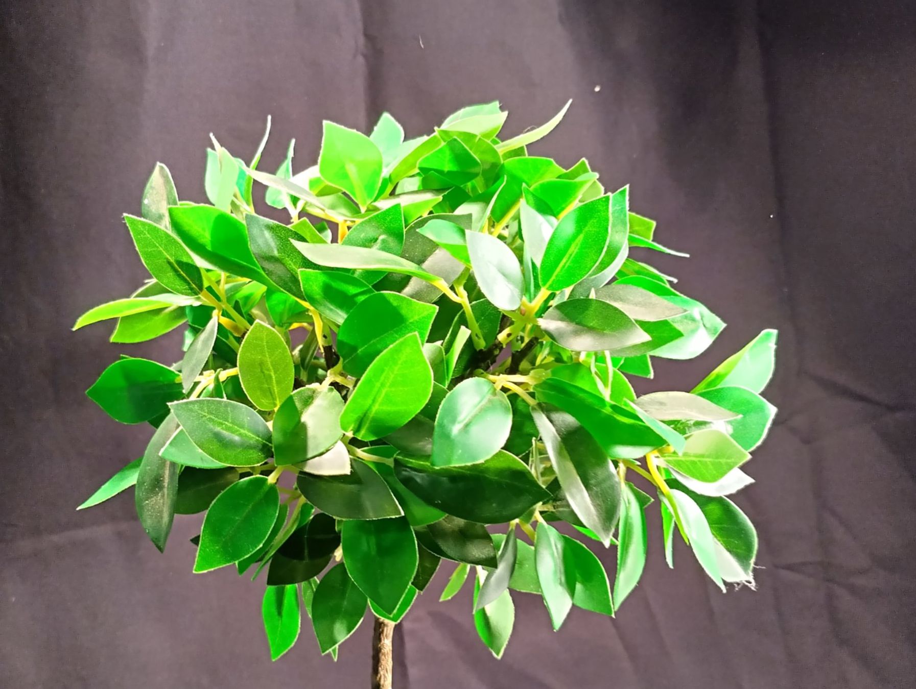 Piante & sementi: IKEA Baum im Topf, H: 43cm – Usato da Bellach venduto da JingleCherry 1