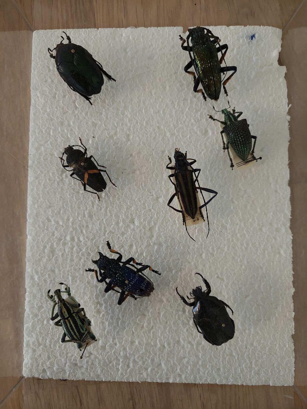 Il mondo degli animali: Käfer-Präparate – Usato da Affoltern am Albis venduto da chassa2 1