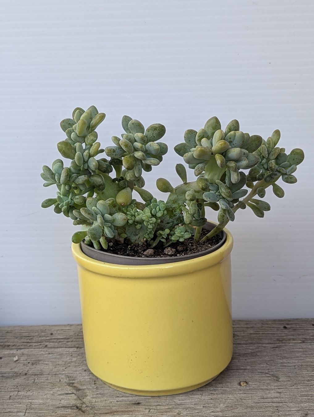 Pflanzen & Samen: Sedum forma cristata  – Gebraucht aus Comano von che_8lc2