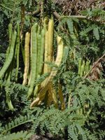 Prosopis alba (caroubier banane) 5g