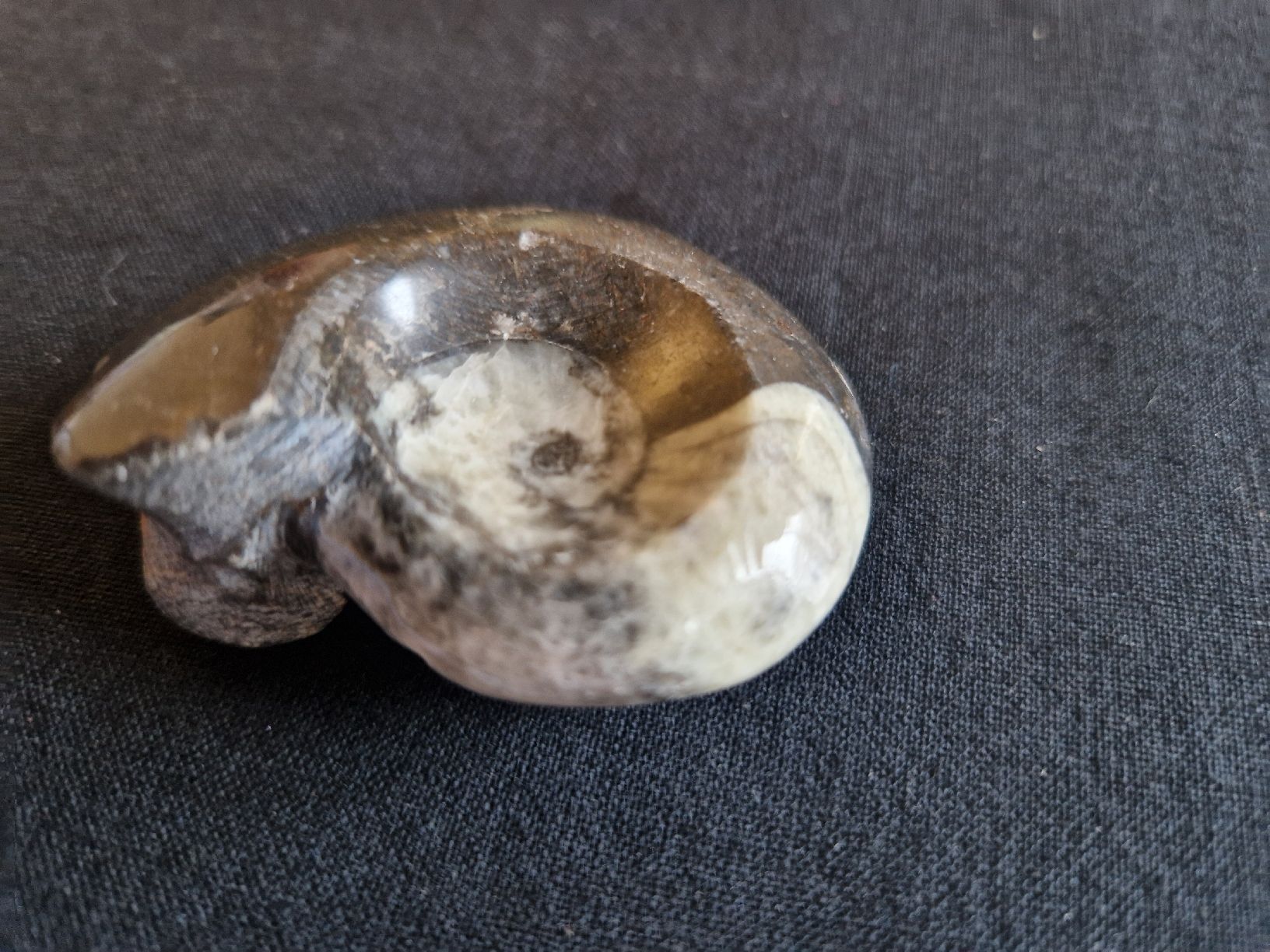 Fossilien: Fossil Ammonite poliert – Gebraucht aus Fislisbach von mka_km8f 2