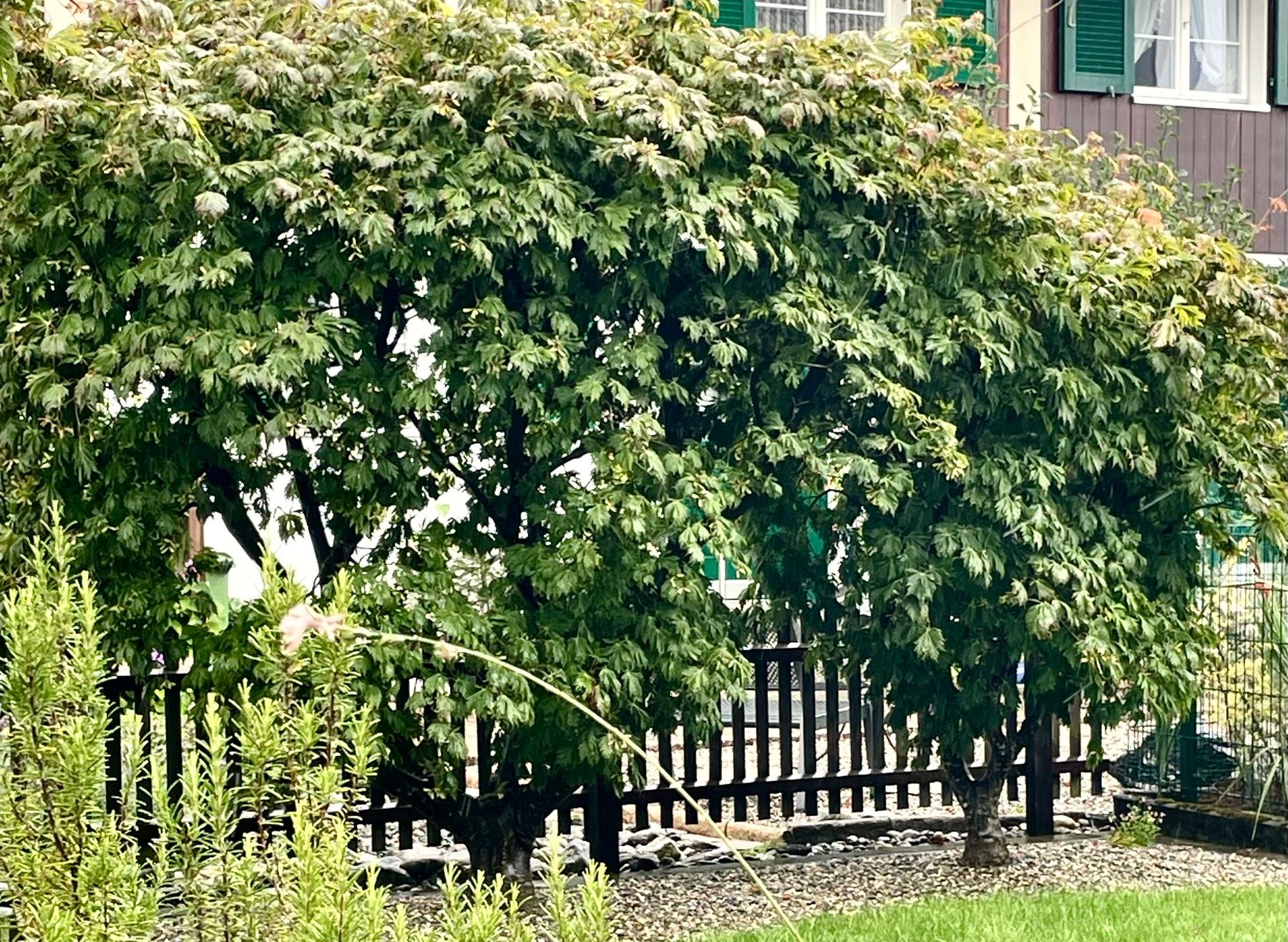 Piante & sementi: Acer Palmatum - Fächer-Ahorn – Nuovo (secondo la descrizione) da Buchs AG venduto da fischli610