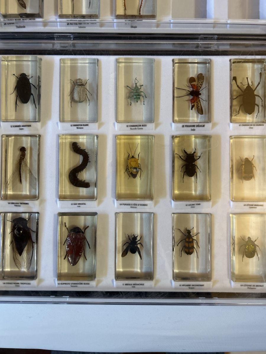 Bastelsets: Collection Insectes du Monde – Gebraucht aus Vétroz von sam_hx5l 2