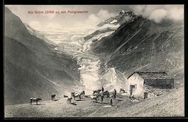 AK Alp Grüm, Blick auf die Alm mit Kühen und Palügigletscher
