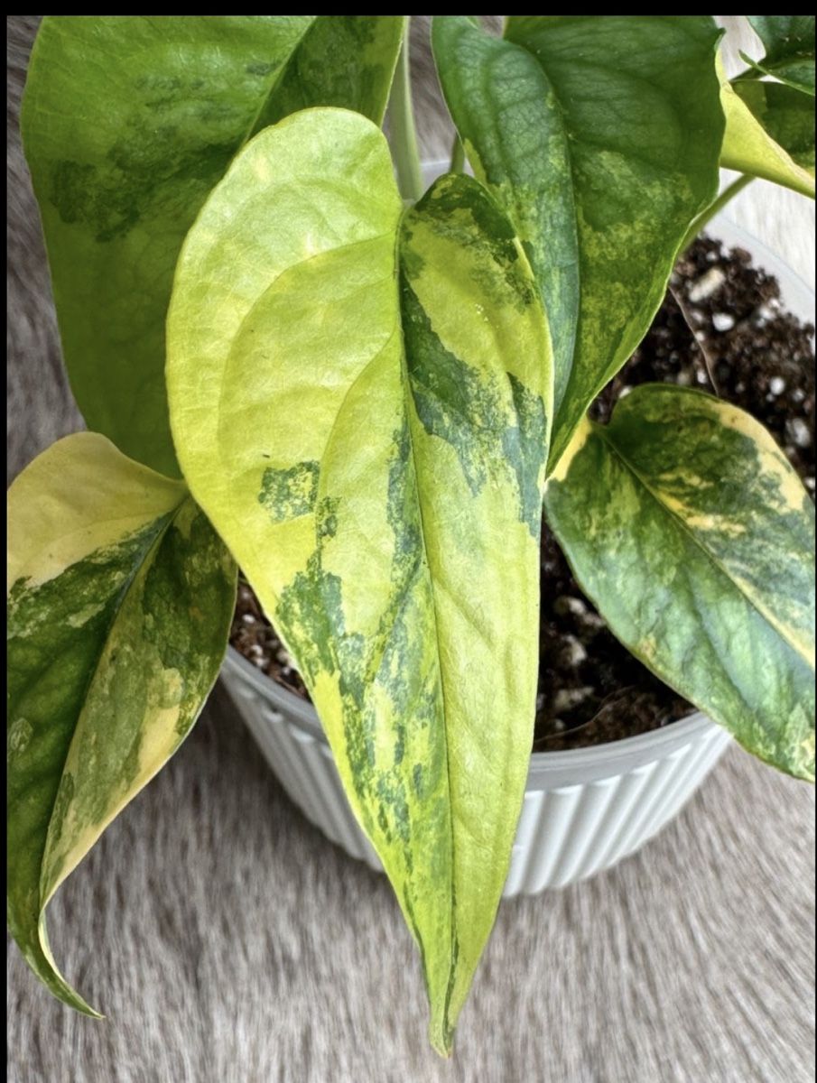 monstera im sommer raus Monstera pinnatipartita – Kletterer mit tief gelappten Blättern main image 0