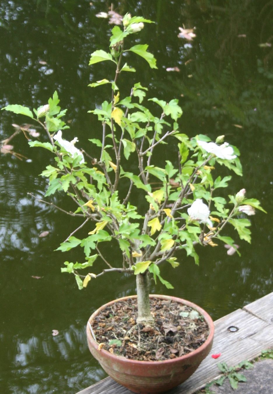 Plantes & graines: BONSAI  -  Hibiskus (Eibisch) – D'occasion à Gretzenbach par Sikim 1