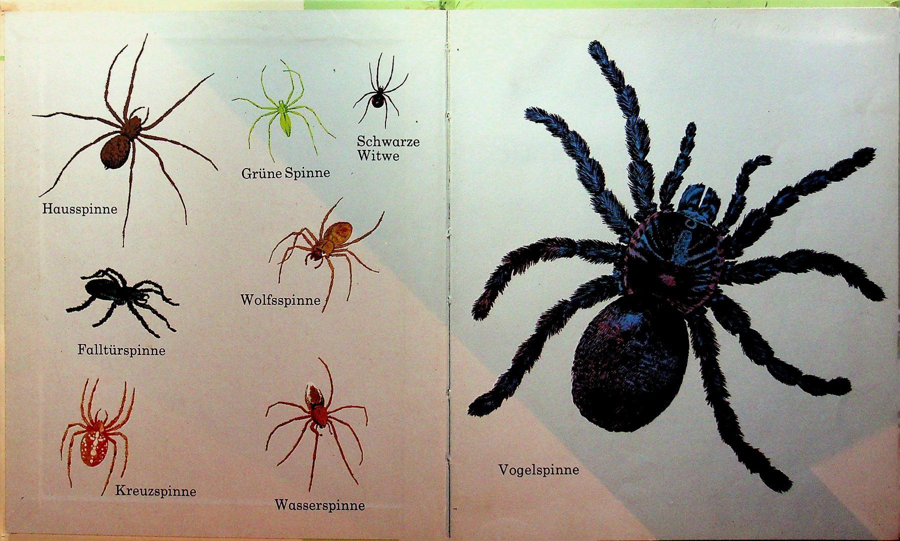 Libri: Spinnen   Brönner Kinderbücher 1972 – Usato da Reitnau venduto da Zaomir 2