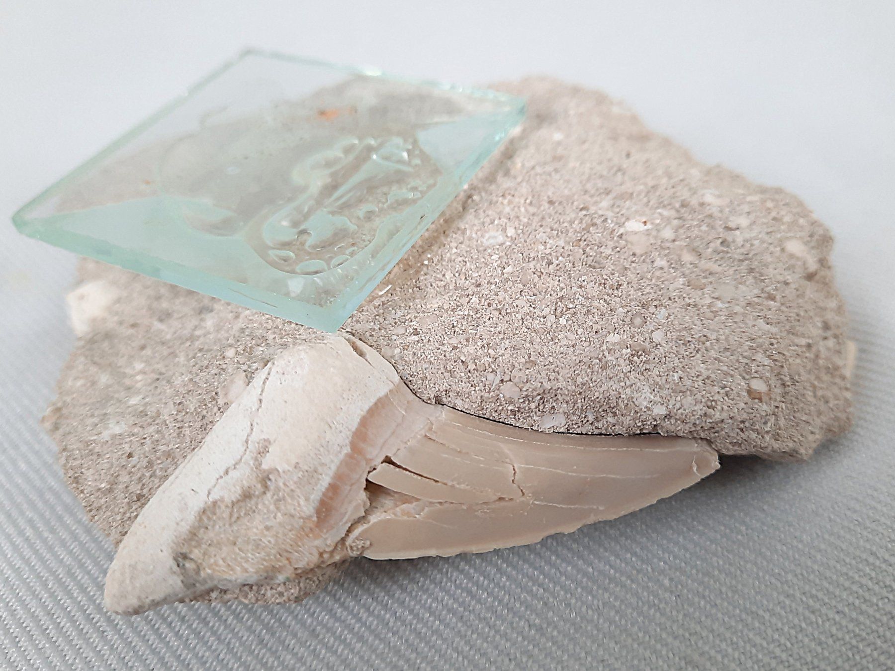 Fossili: Fossiler Haifischzahn und Donnerkeil – Usato da Beinwil am See venduto da Restwert_Beinwil 6