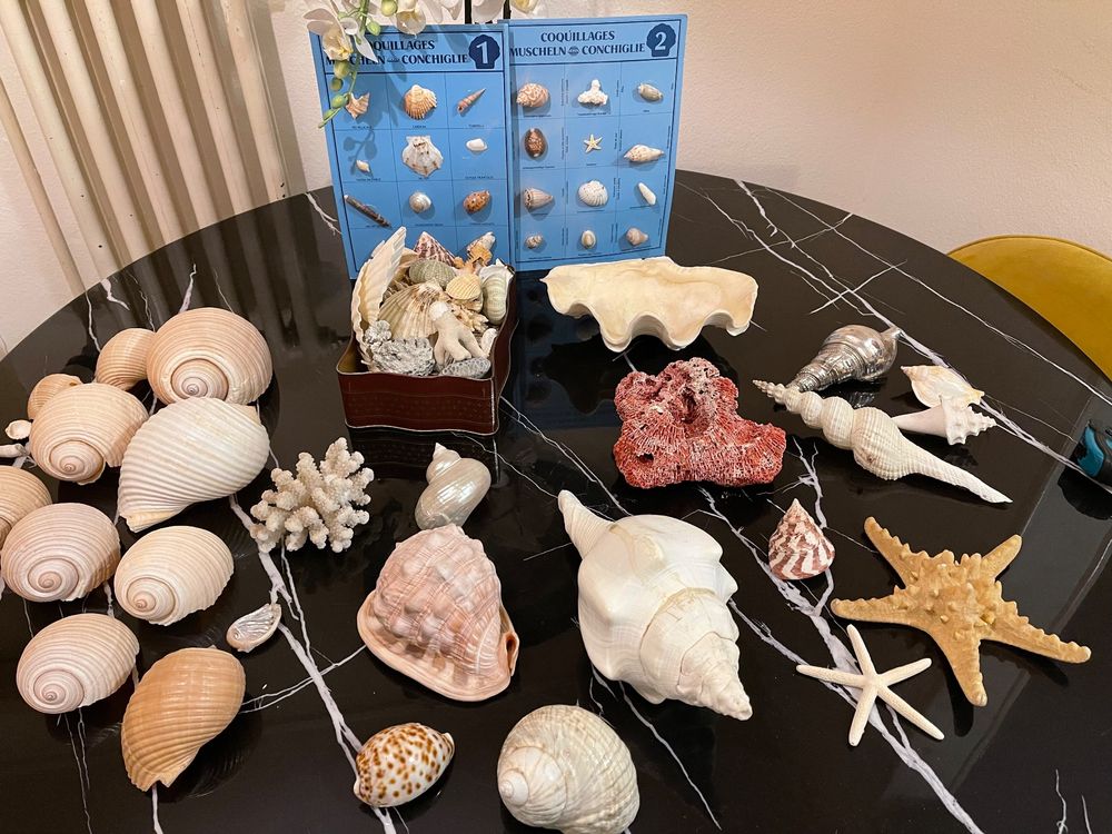 Spécimens de la collection spéciale d'améthystes Géode d'améthyste avec