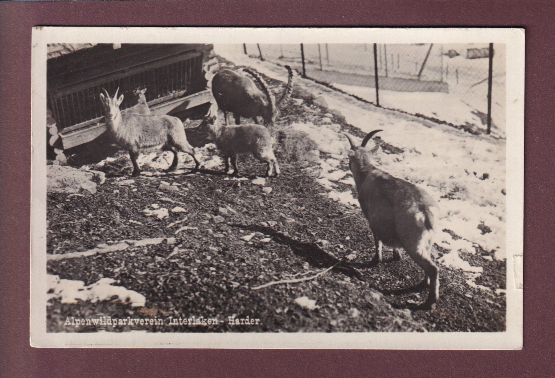 Cartoline postali: INTERLAKEN - Harder - Alpenwildpark – Usato da Pully venduto da nicecards
