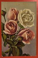 Wunderschönes Rosen-Motiv 1912