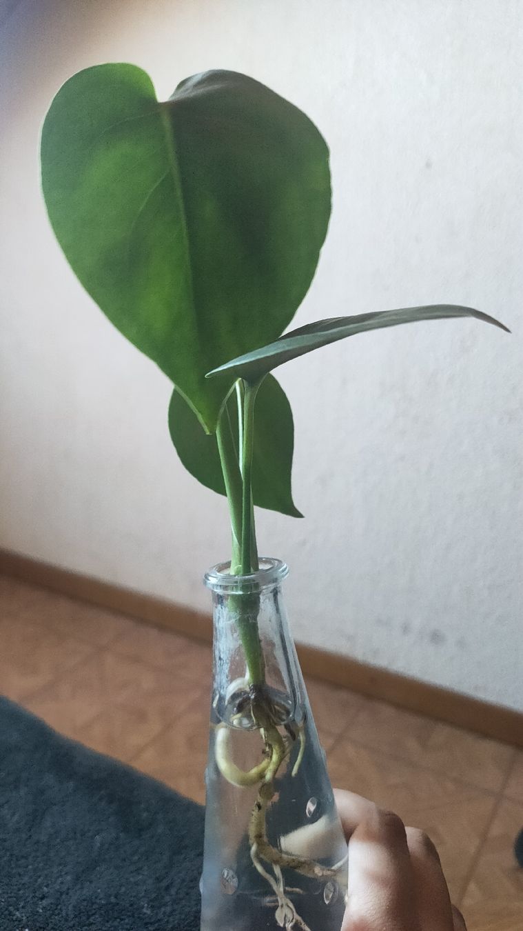 Piante & sementi: monstera tauerii bebe – Usato da St-Aubin-Sauges venduto da may_2yrv 1