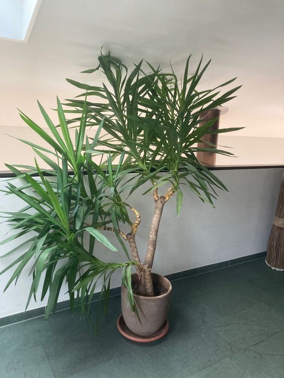 Grosse Yucca Palme Kaufen auf Ricardo