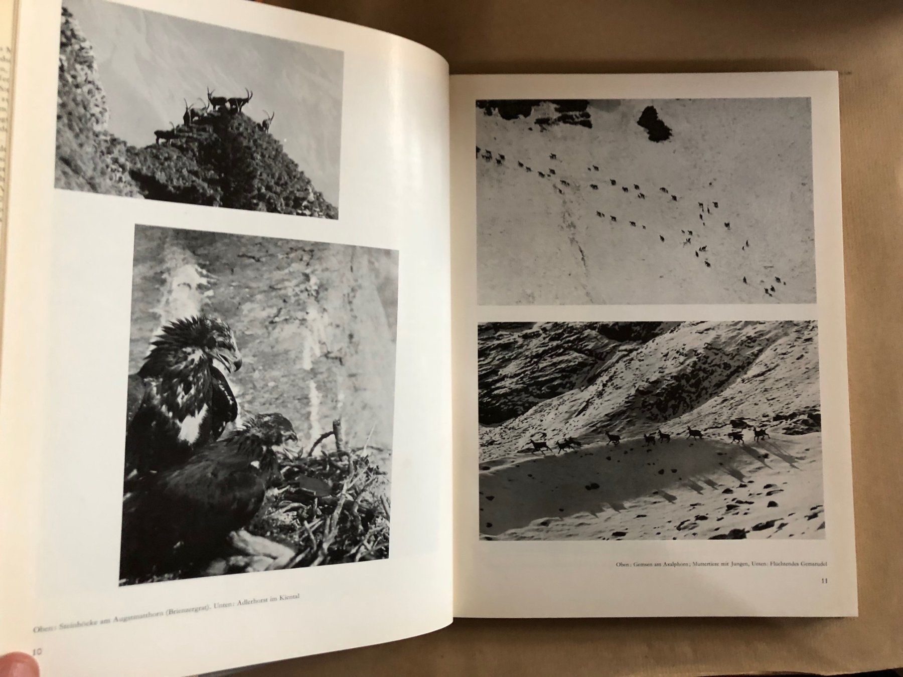 Bücher: Adolf Schaer-Ris: Das Berner Oberland. – Gebraucht aus Zürich von allp 5