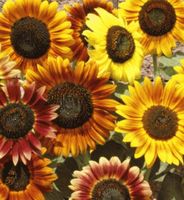Ab 5.- fr 5 SAMEN GRAINES SEMI Sonnenblume HERBSTSCHÖNHEIT‪