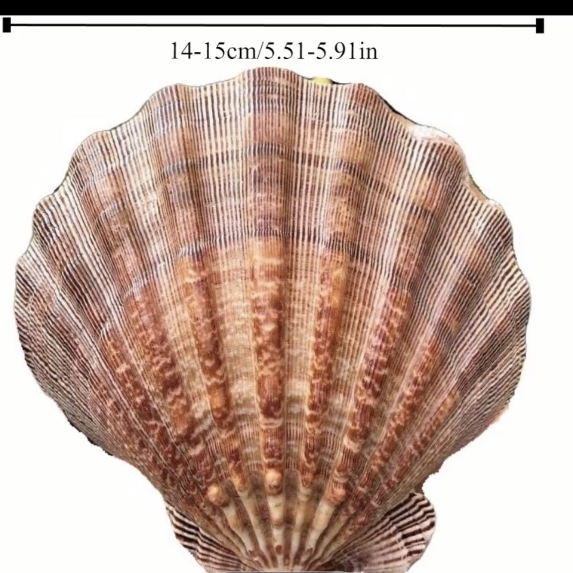 Toutes les décorations: Scallop Shells Muscheln Deko – Neuf avec emballage d'origine à Zürich par agichristine 2
