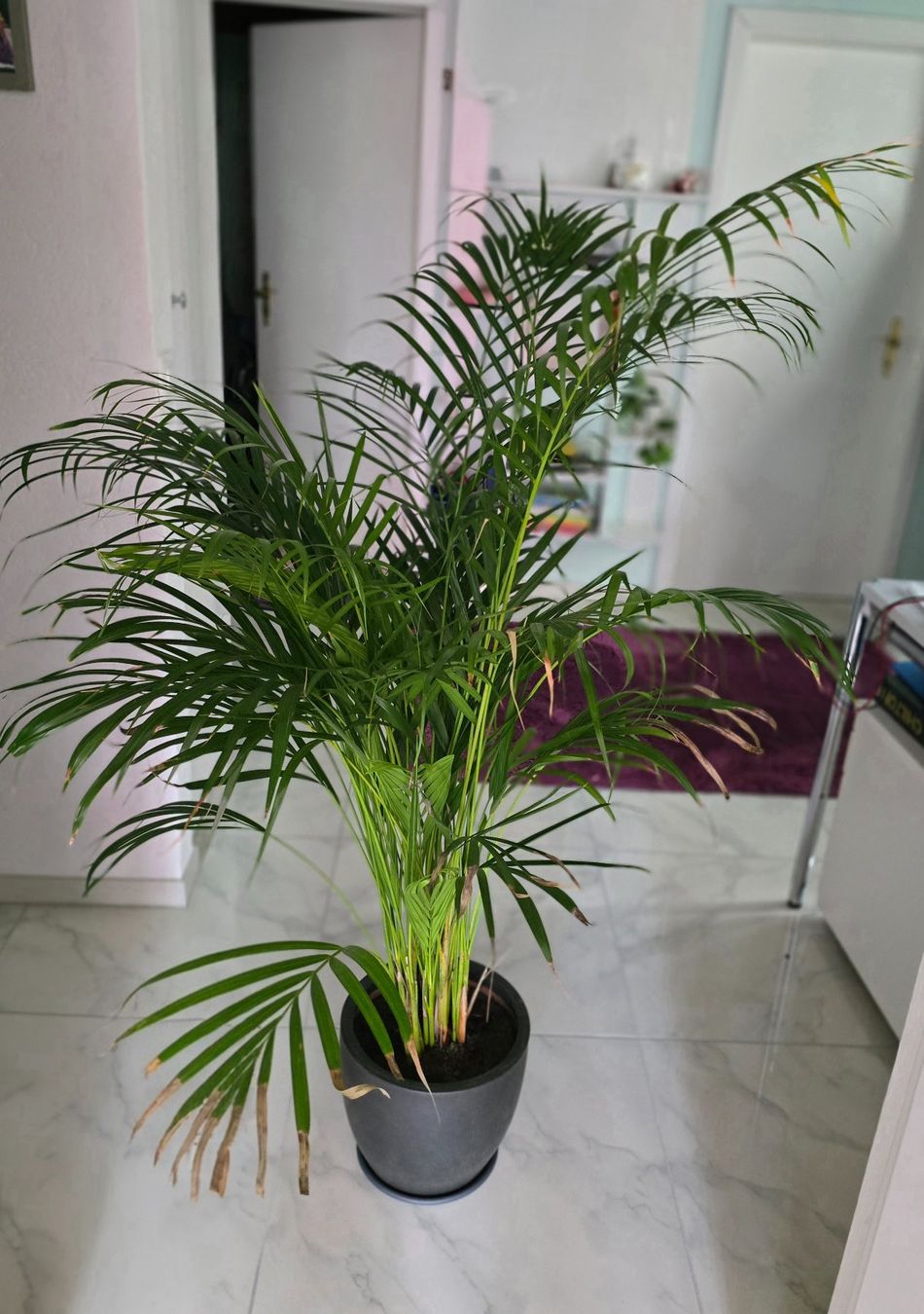 Plantes & graines: Goldfruchtpalme Zimmerpalme – D'occasion à Aarburg par Glitzerschein 2