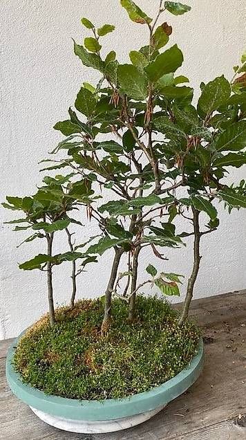 Piante & sementi: Bonsai Buchenwäldli – Usato da Wattenwil venduto da topcash4you