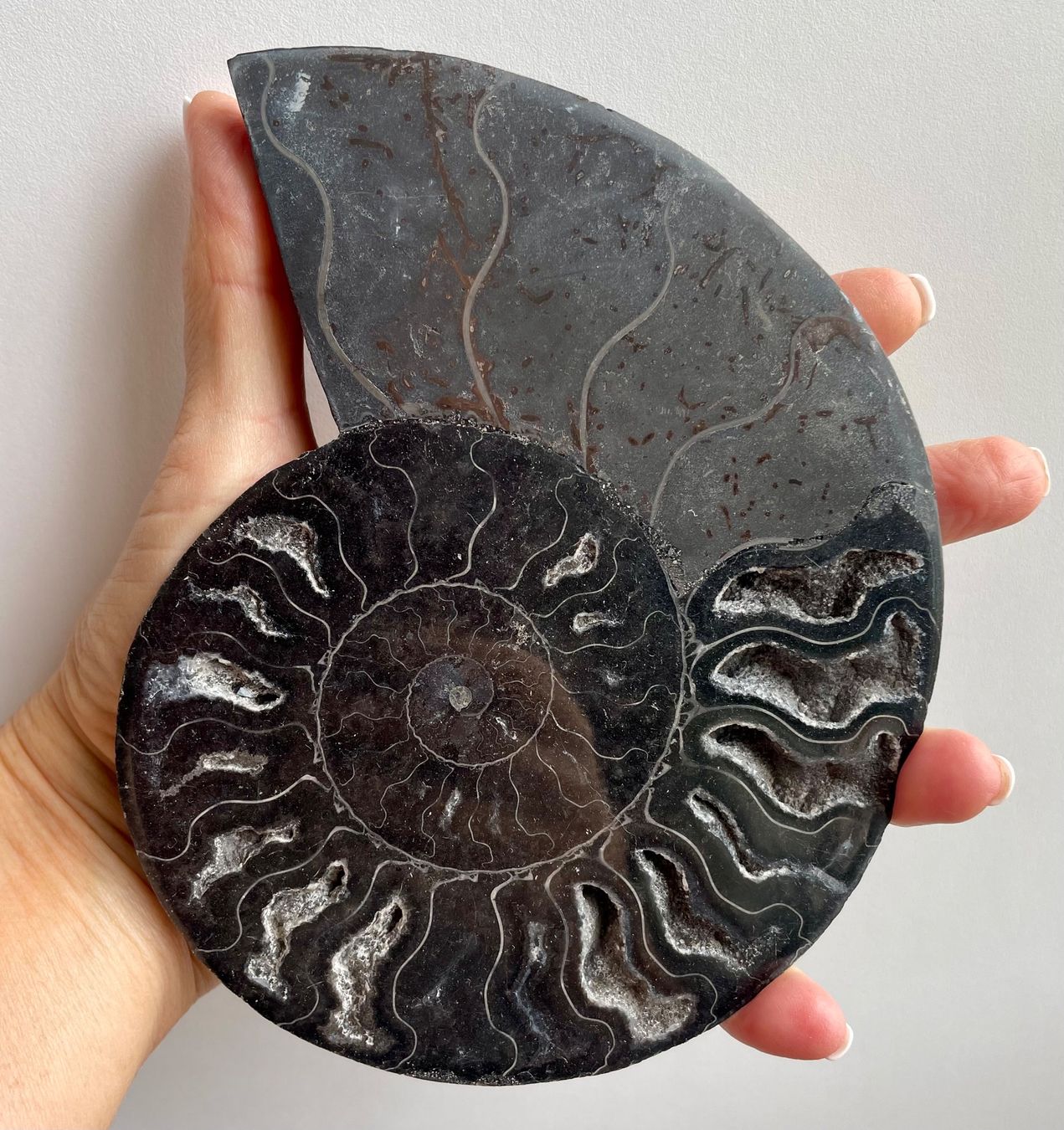 Fossilien: AMMONIT 🌹Madagaskar.17x14 cm – Neu und originalverpackt aus Adliswil von Moroz173 5