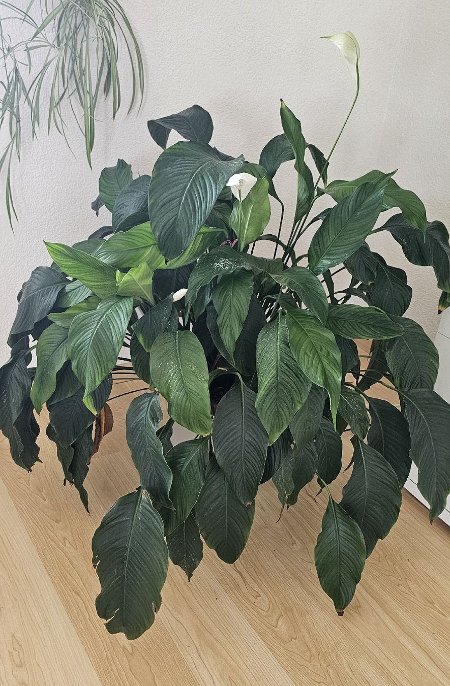 Piante & sementi: Spathiphyllum Grosse Pflanze  – Usato da Jona venduto da Smurnaya