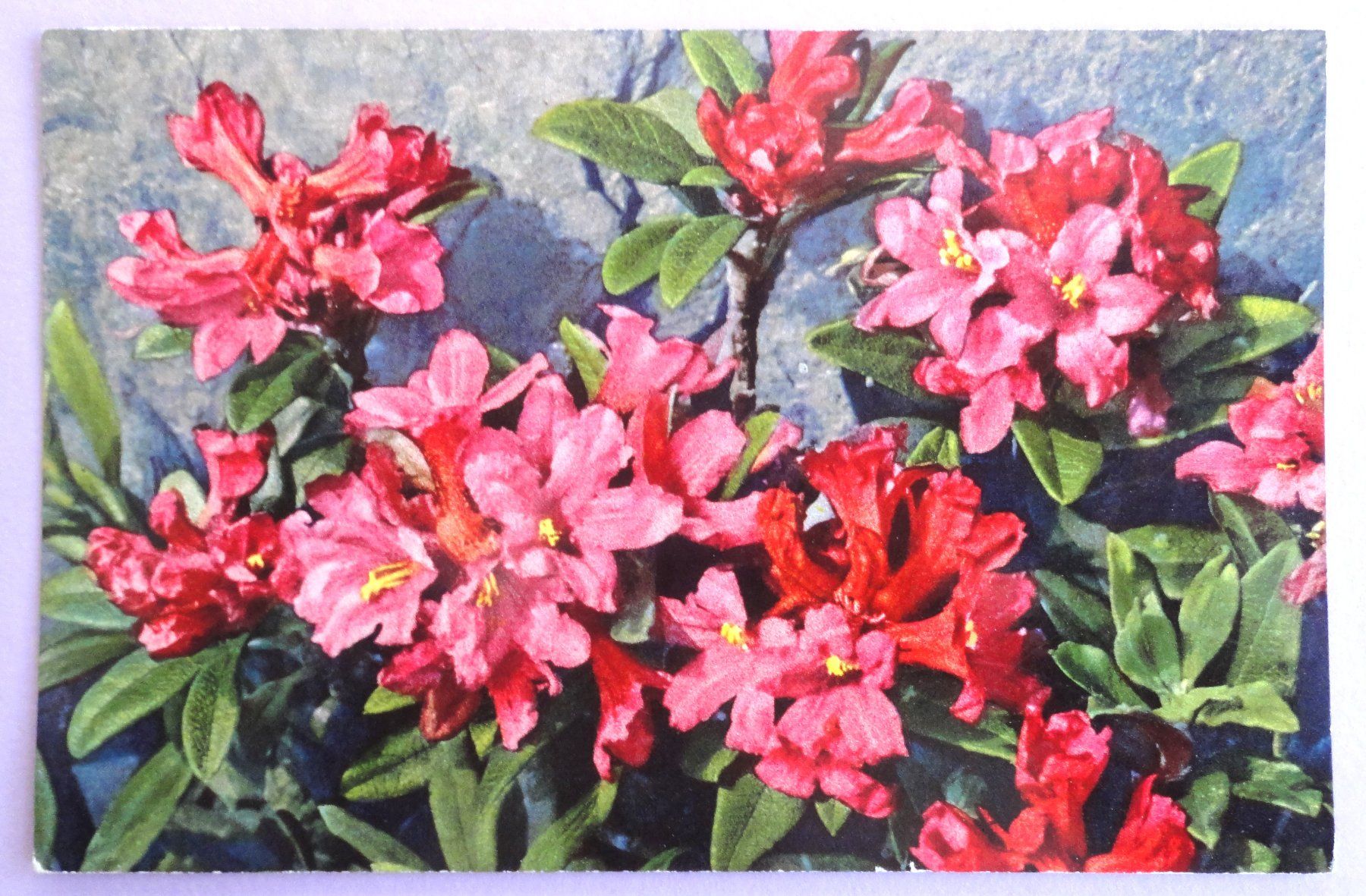 Cartoline postali: Rhododendron ferrugineum – Usato da Fétigny venduto da Billy2miny