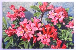 Rhododendron ferrugineum
