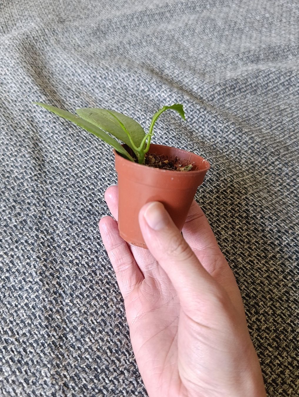 Pflanzen & Samen: Hoya Nicholsoniae New Guinea Ghost – Neu (gemäss Beschreibung) aus Baar von L.isa28 2