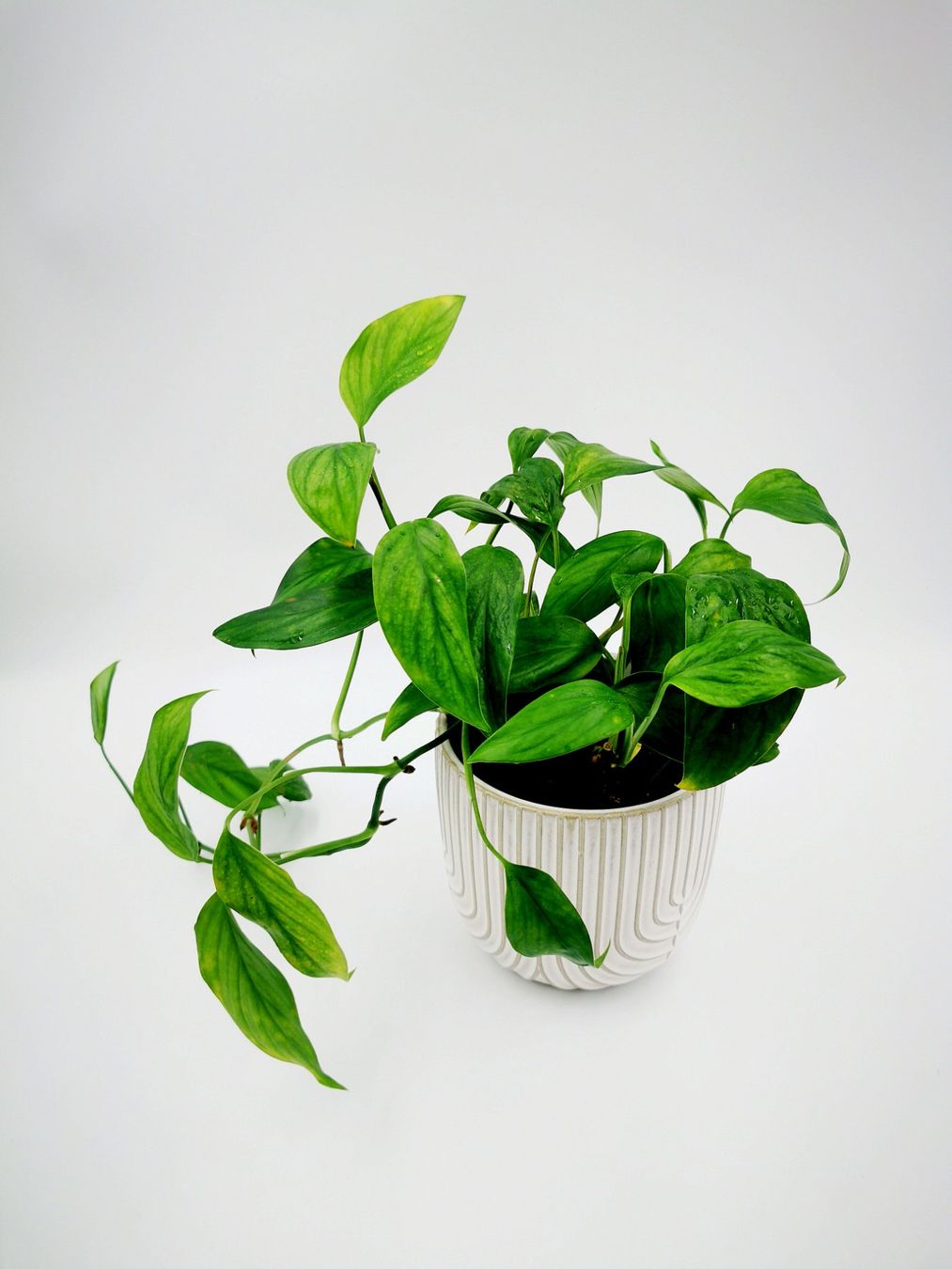 Piante & sementi: Monstera acacoyaguensis Mutterpflanze etabliert – Usato da Grüningen venduto da Monstera-und-Co. 1