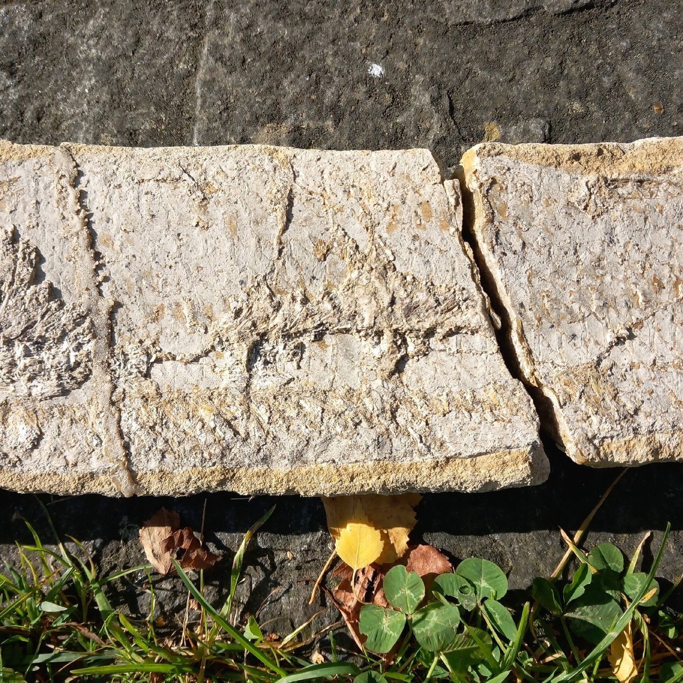 Fossili: fossilien Fisch – Usato da Ganterschwil venduto da zaz_h9b6 2