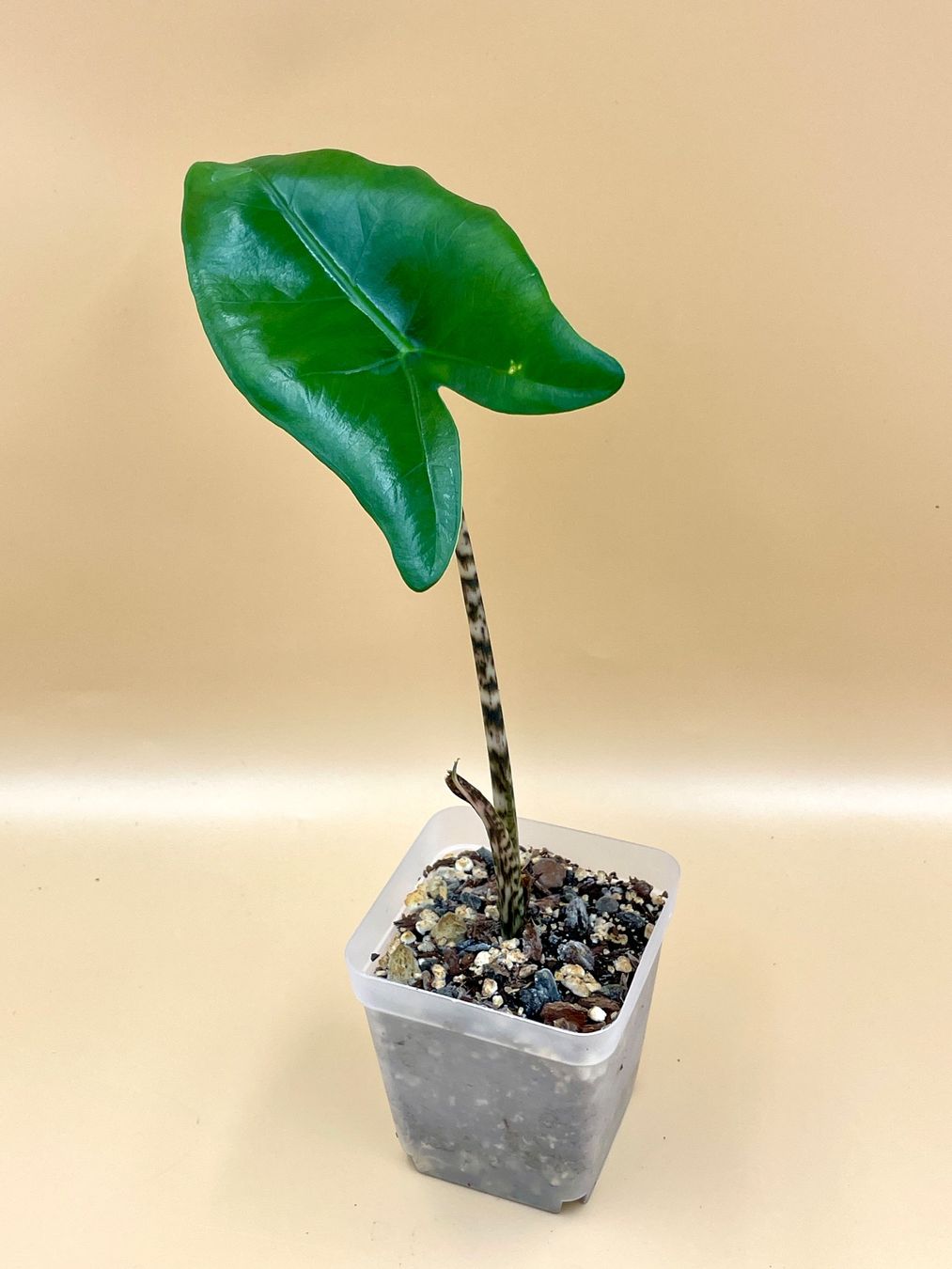 Piante & sementi: Alocasia Zebrina – Nuovo (secondo la descrizione) da Zürich venduto da Leafscape