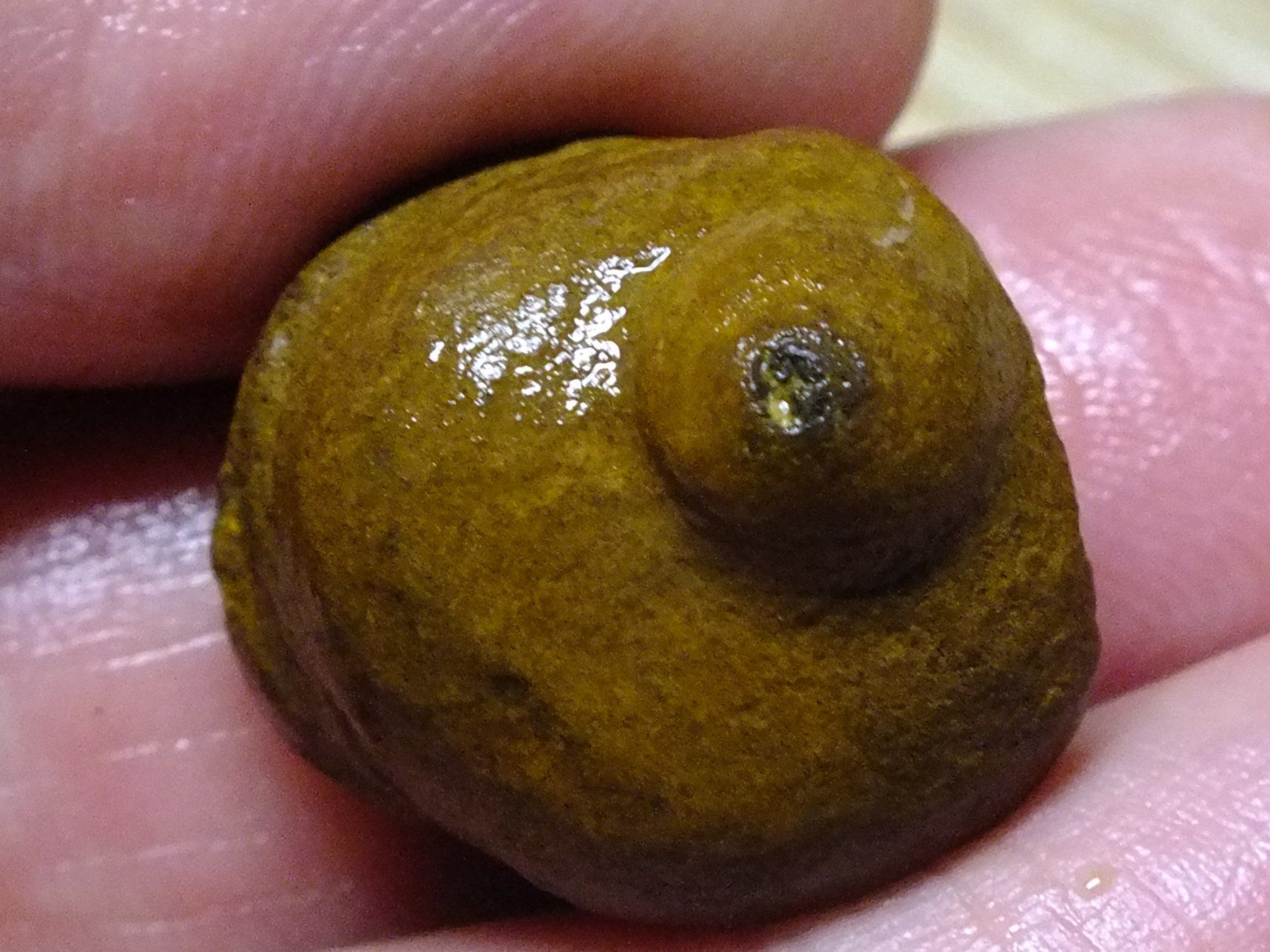 Pietre preziose: BOULDER ROH OPAL 38.76 Kt Gebot 1.- – Nuovo e nell'imballaggio originale da Chêne - bougeries venduto da swissrockshop 4