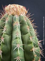 Melocactus Violaceus - für Liebhaber und Kakteen-Sammler!