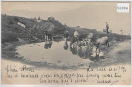 Sur l'Alpe - Kühe vaches