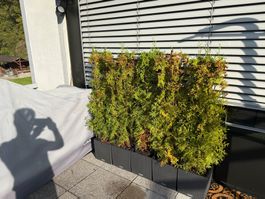 🇨🇭 6 Thuja-Pflanzen – ohne Kunststofftöpfe