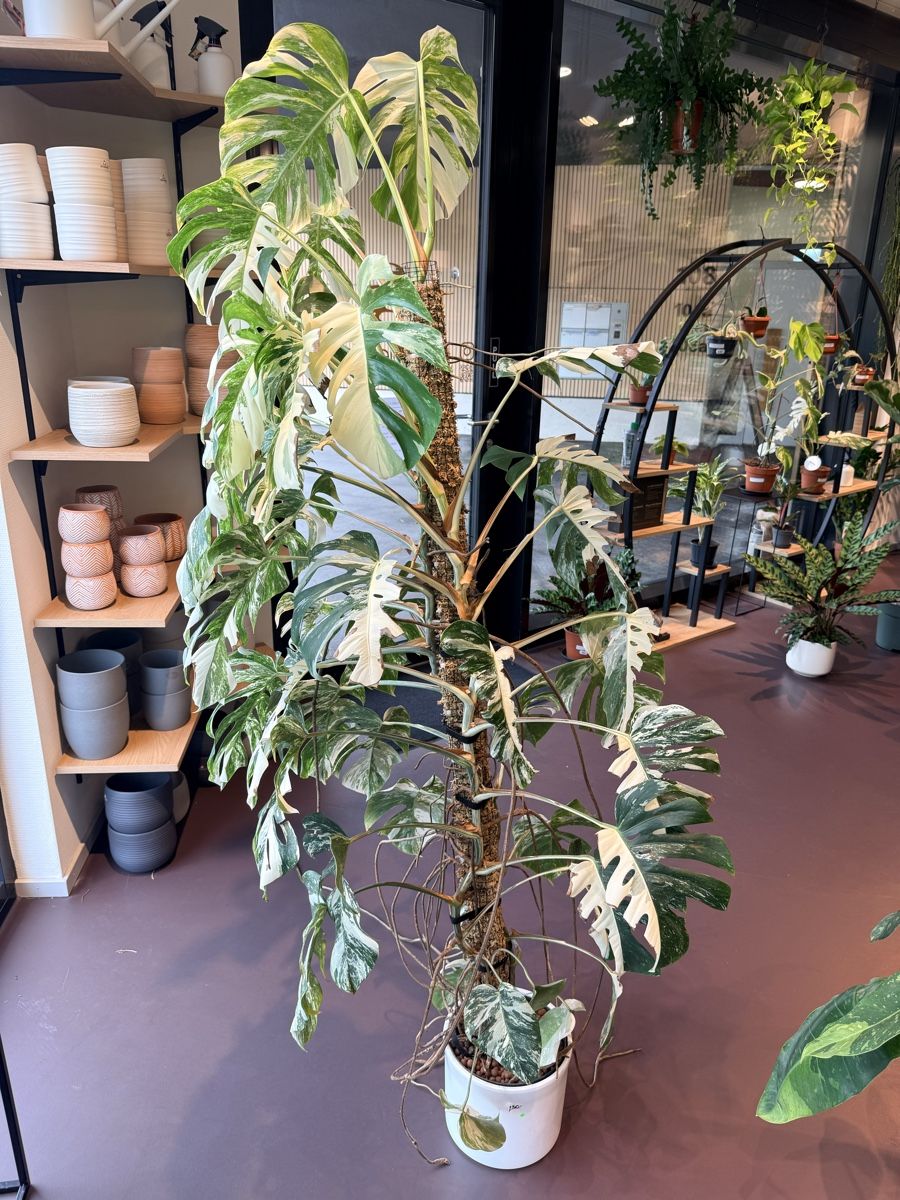 Pflanzen & Samen: Monstera Deliciosa Albo Variegata – Gebraucht aus Bern von Afia_ 1