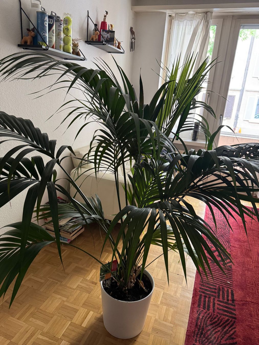 Piante & sementi: pflanze kentia – Usato da Zürich venduto da ste_2kxs 1