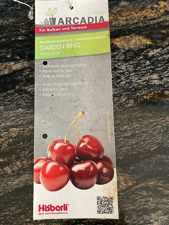 Piante & sementi: Säulenkirsche Garden Bing; Säulenobstbaum – Usato da Berg TG venduto da dar_9rc5 1