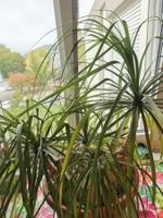 Elefantenfuss Pflanze Beaucarnea