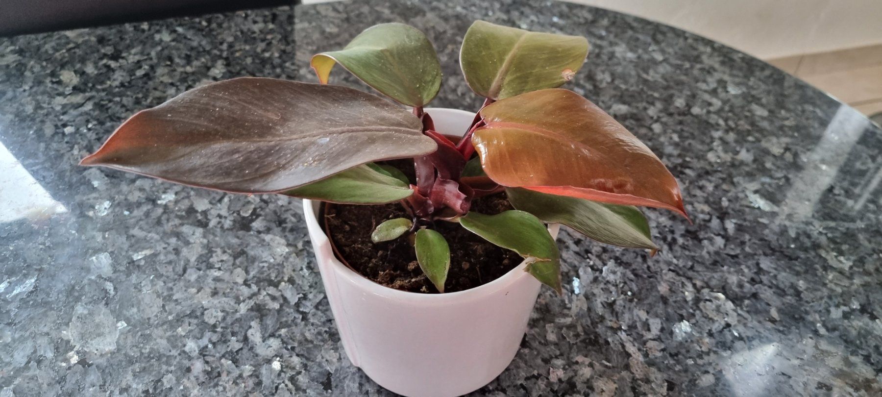 Piante & sementi: Philodendron 'Red Sun' im Topf, Zimmerpflanze – Usato da egliswil venduto da Maggy6 1