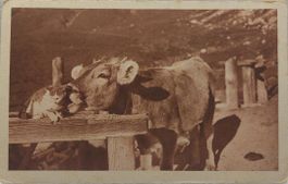 Ungeheuchelte Freundschaf - Amitié sincère 1925