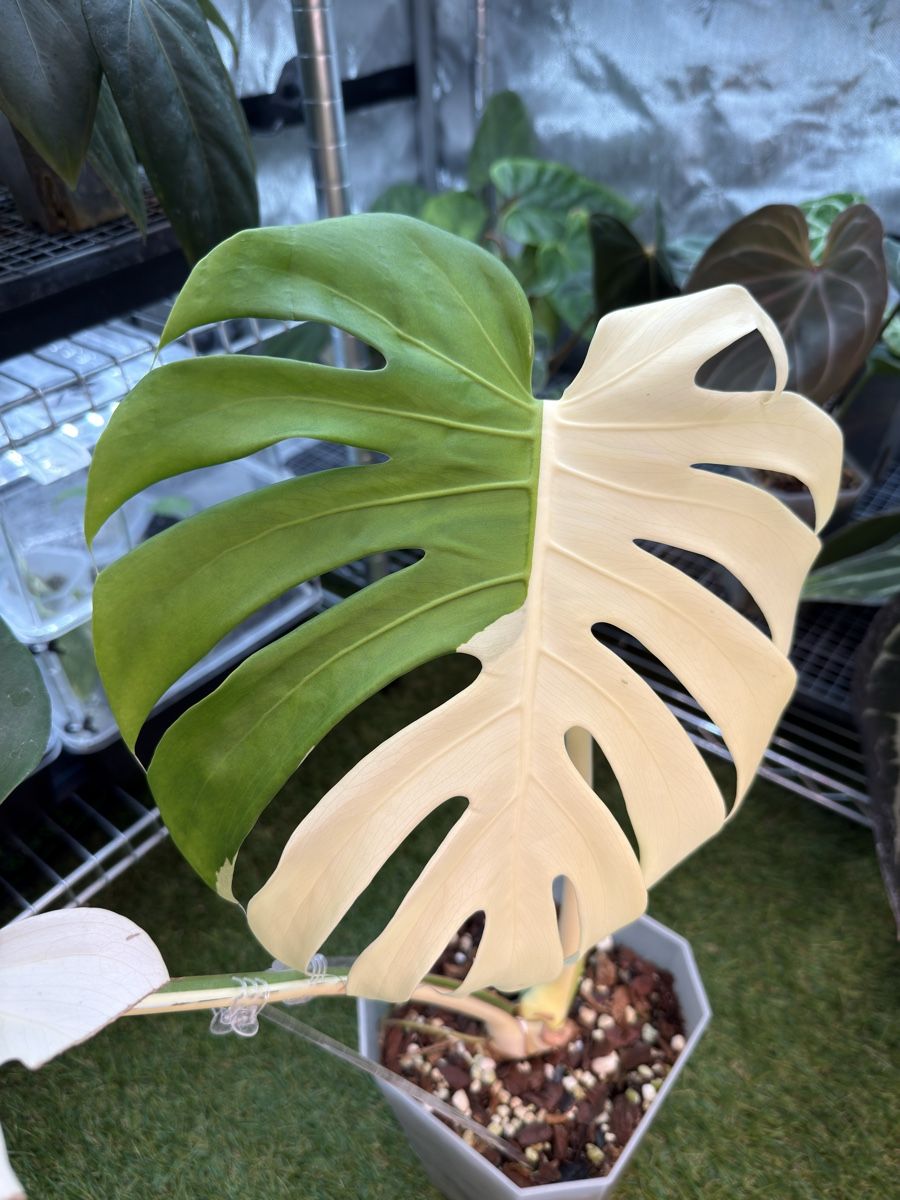 Piante & sementi: Monstera Albo large form | headcutting – Usato da Morlon venduto da lucius.greenery