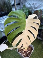 Monstera Albo large form | headcutting