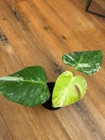 Monstera variegata💚