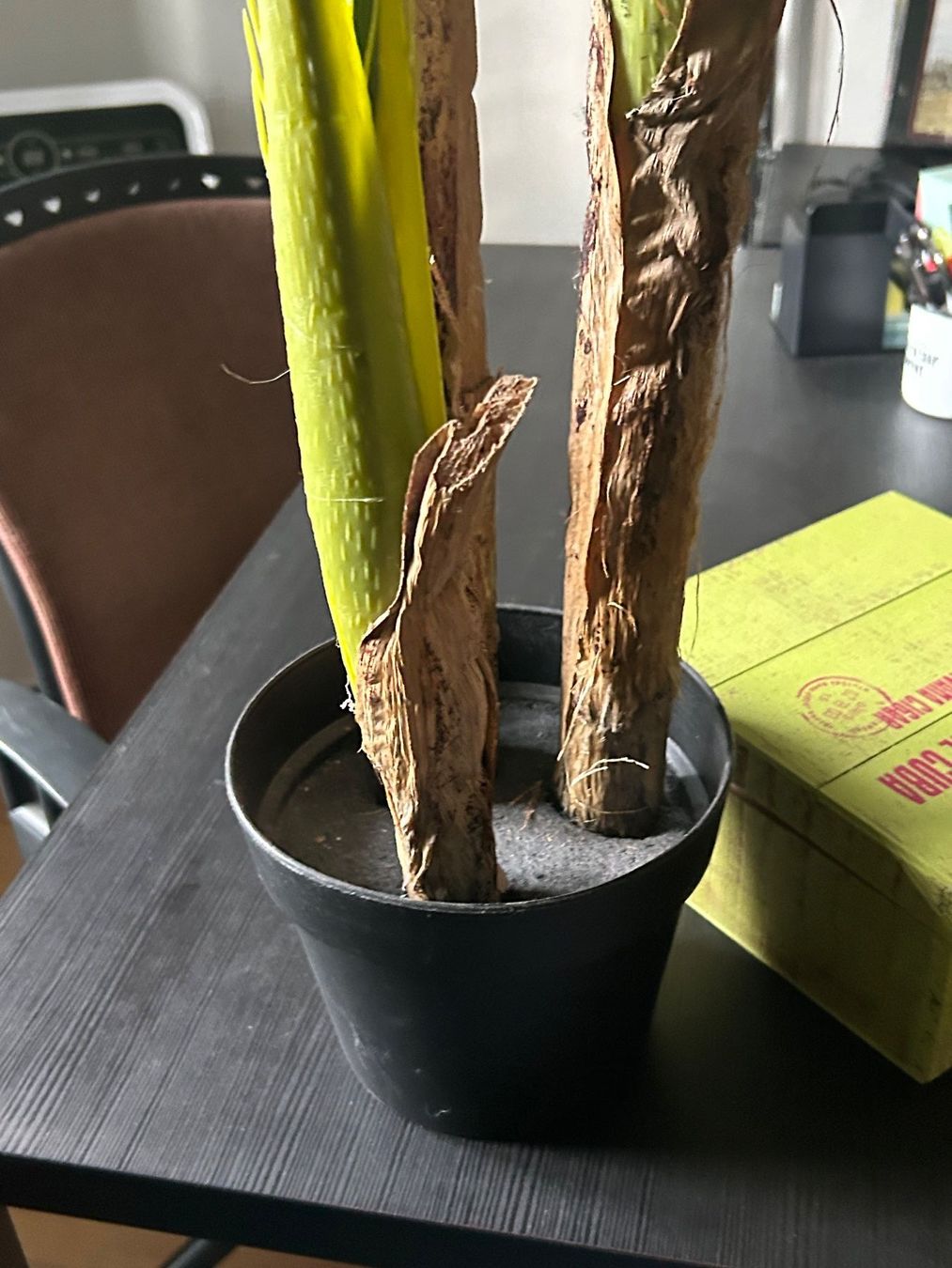 Toutes les décorations: Palme Kunstpflanze – Neuf (Voir description) à Schaffhausen par amwr 6