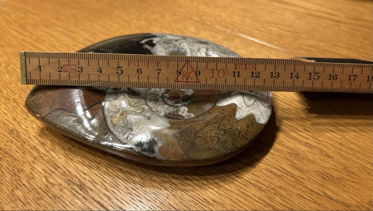 Fossili: Ammonit Fossil – Usato da Lengnau AG venduto da m5f1r9 4