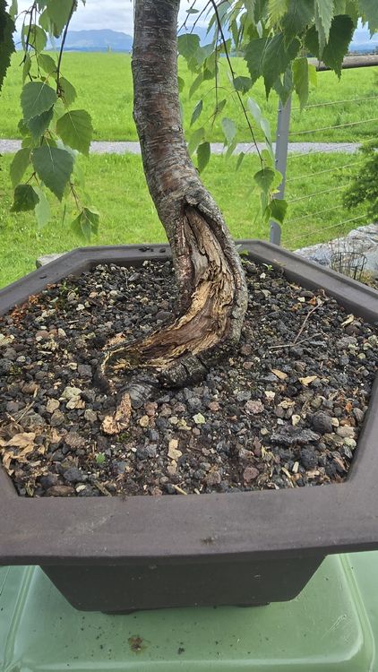 Bonsai Birke (Gebraucht) in Islisberg fr CHF 250  nur Abholung auf  Ricardo kaufen
