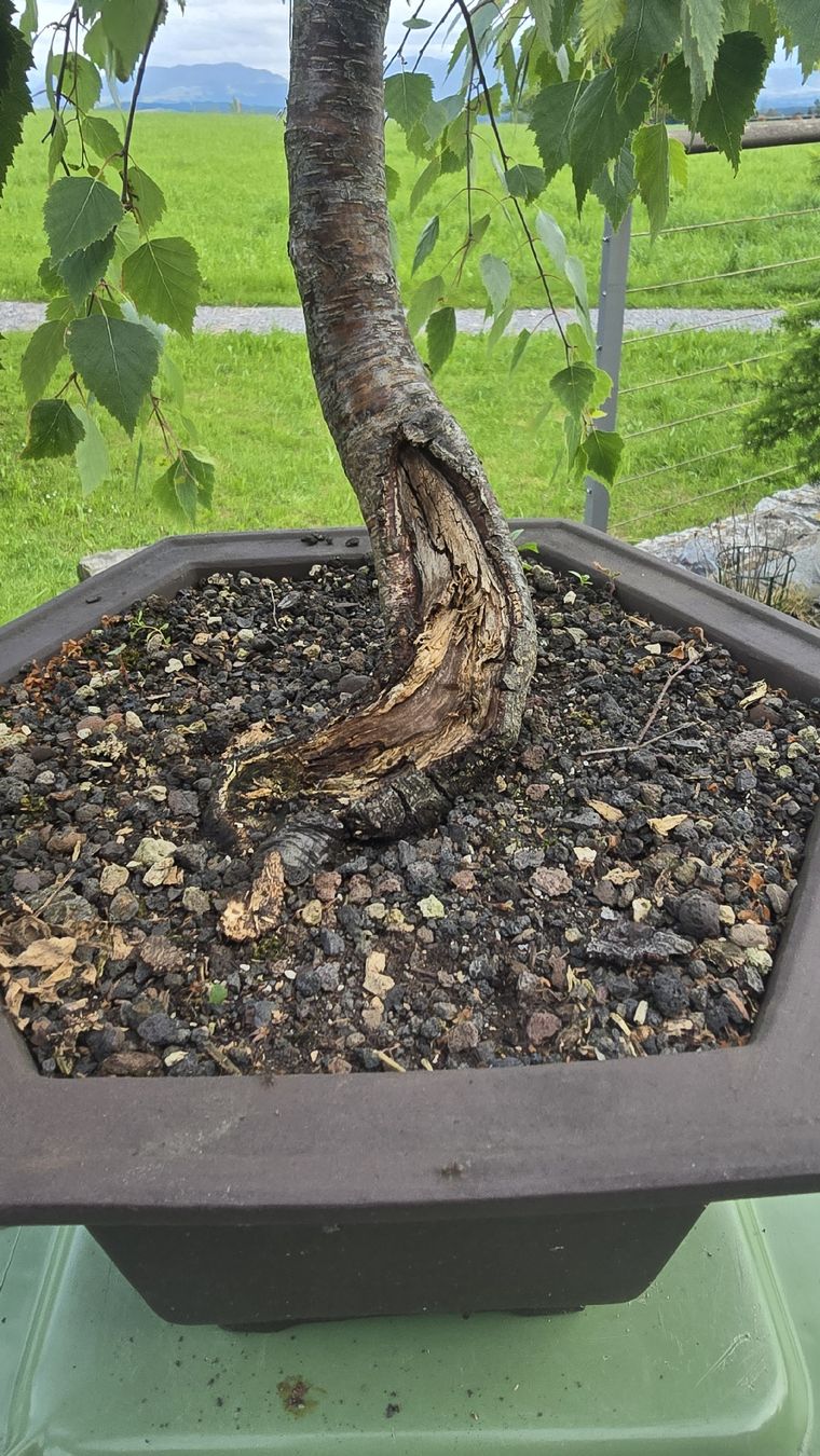 ficus geigenfeige Ficus Lyrata (Geigenfeige) verzweigter Stamm | Eileen main image 0