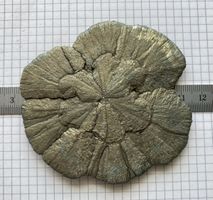 Wunderschöne Pyritsonne 