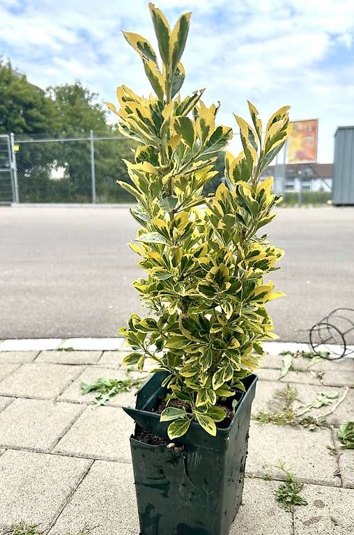 Plantes & graines: Japanischer Spindelstrauch  – D'occasion à Frauenfeld par Irene.Schuppli